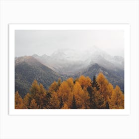 Colorado Pine Forest Art Print