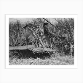 Untitled Photo, Possibly Related To Wurtele Sugarcane Harvester Bogged Down And Out Of Temporary Running Art Print