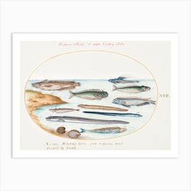 Cod, Weever Fish, Eels And Other Fish, Joris Hoefnagel Art Print