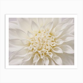 White Dahlia Flower Art Print
