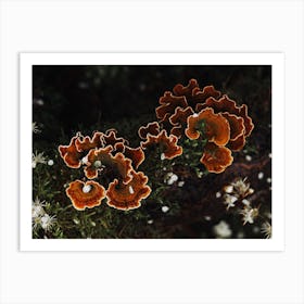 Mushrooms Art Print