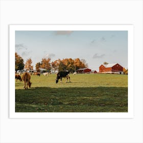Cows In Farm Pasture Art Print