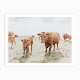 Brown Cow Herd Art Print