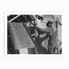 Hops Coming From Portable Type Mechanical Picker, Yakima Chief Hop Ranch, Yakima County, Washington Art Print