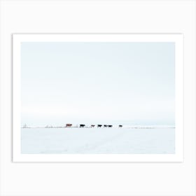 Winte Cow Herd Art Print