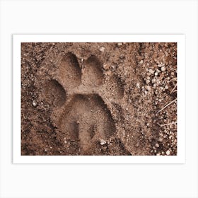 Mountain Lion Footprint Art Print