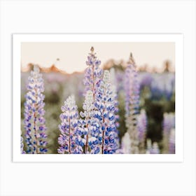 Mountain Lupine Flowers Art Print