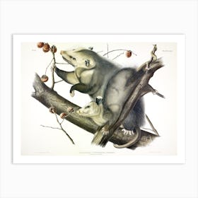 Virginian Opossum, John James Audubon Art Print