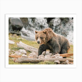 California Grizzly Bear Art Print