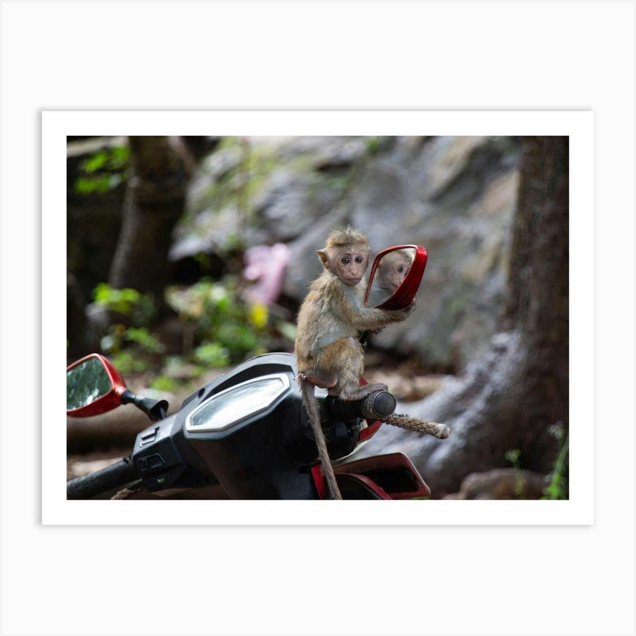 Monkey Mirror Reflection Art Print by Mitsy