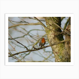 Robin in the Garden Art Print