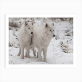 Twin White Wolves Art Print