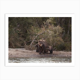 Bear On Creekside Art Print