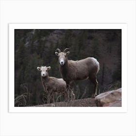 Mama And Baby Sheep Art Print