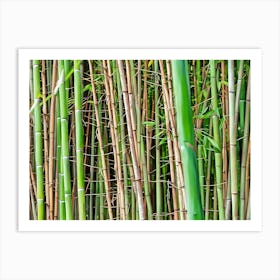 Bamboo Harmony. A dense cluster of bamboo stalks, showcasing vibrant green and earthy tones. The tall, slender stems are intertwined with delicate leaves, creating a serene and natural ambiance. Art Print