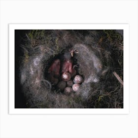 Birds In Nest Art Print