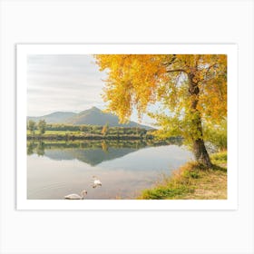 Swans By The River Art Print