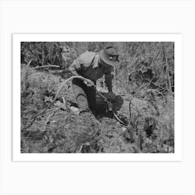 Grant County, Oregon, Malheur National Forest, Lumberjack Hitching A Cable To Log So That Caterpillar Tractor Can Snake Art Print