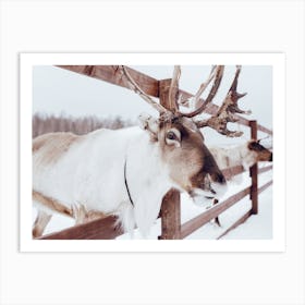 Reindeer In Winter Art Print