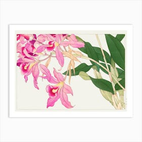 Pink Orchids Art Print