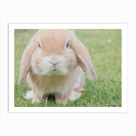 Long Eared Rabbit Art Print