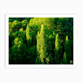 Trees In The Forest 20230815194032rt1pub Art Print