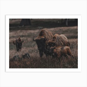 Moody Bison Family Art Print