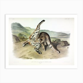 Texan Lynx, John James Audubon Art Print