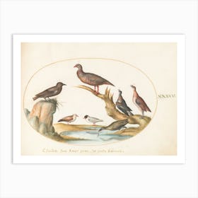 Flying And Amphibious Animals, Joris Hoefnagel (15) Art Print