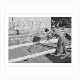 Salinas, California, Spreading Guayule Seed Out For Drying In The Nursery Of The Intercontinental Rubber Producers By Art Print