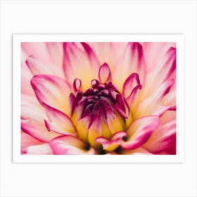 Dahlia 1 Art Print