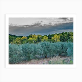 Olive Groves In The Mountains 20221022538pub Art Print