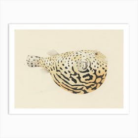 Unidentified Fish, Luigi Balugani 6 Art Print