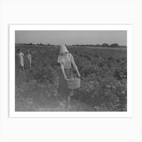 Untitled Photo, Possibly Related To Daughter Of Tenant Farmer Living Near Muskogee, Oklahoma, Picking 1 Art Print