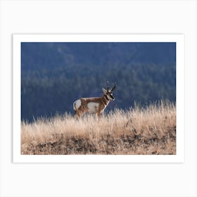 Pronghorn Antelope On Hillside Art Print