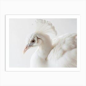 White Pheasant Art Print