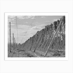 Untitled Photo, Possibly Related To Hop Vines, Yakima County, Washington By Russell Lee Art Print