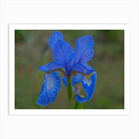 Blue Iris Art Print