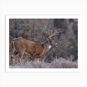 Frosty Morning Deer Art Print