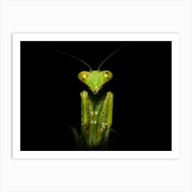 Praying Mantis Art Print