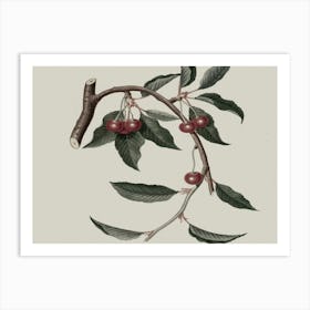 Cherry Branch Art Print