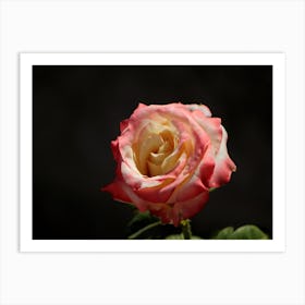 Pink Rose Art Print