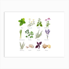 Organic Herbs Art Print