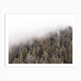 Foggy Forest View Art Print