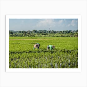 Rice Field Art Print