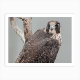 Coopers Hawk In Nature Art Print