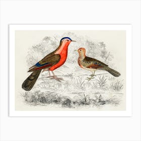 Hand Drawn Sketch Of Birds, Oliver Goldsmith Art Print