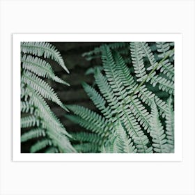 Green Leaves Of A Fern // Nature Photography Art Print