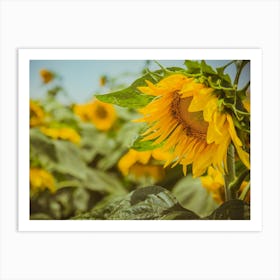 Sunflower In Sunflower Field 5 Art Print