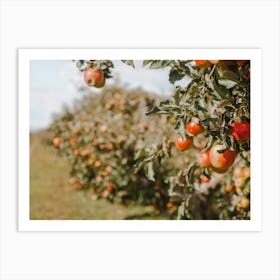 Apple Orchard Harvest Art Print